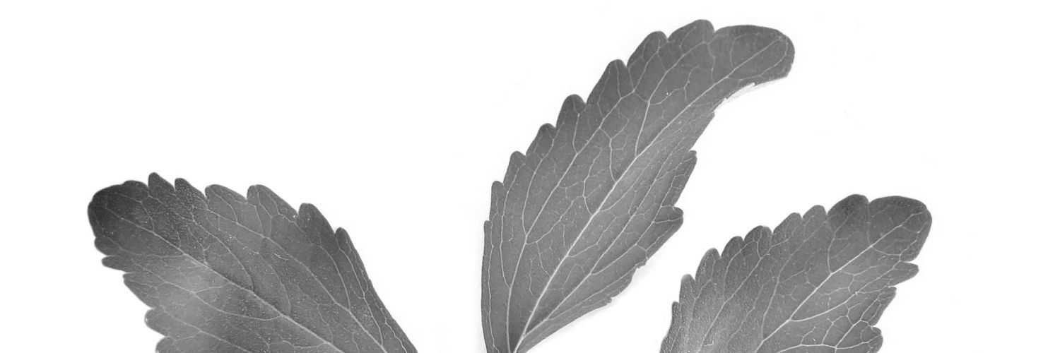 Stevia